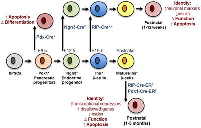 MiRNAs in β-Cell Development, Identity, and Disease